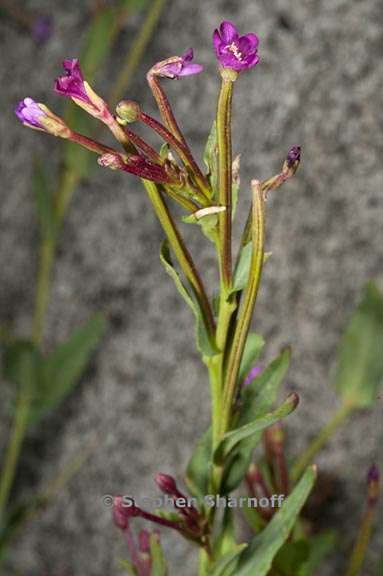 epilobium glaberrimum ssp glaberrimum 2 graphic